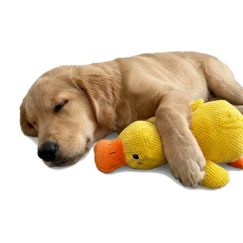 Duck Water Toy