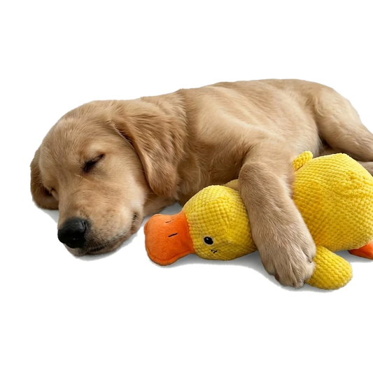 Duck Water Toy