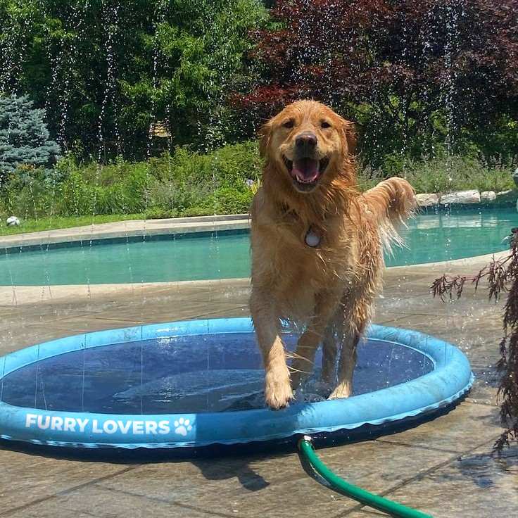 No More Stinking Hot, Bored Dogs This Summer!