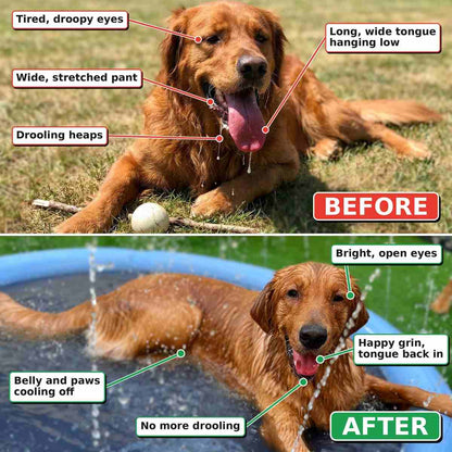 No More Stinking Hot, Bored Dogs This Summer!
