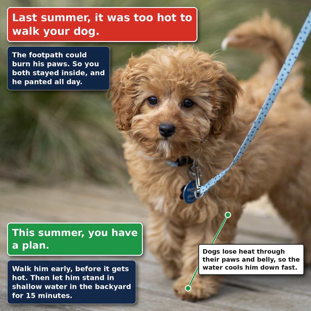 No More Stinking Hot, Bored Dogs This Summer!